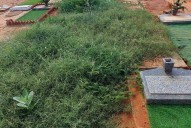 Denuncian falta de mantenimiento en cementerio Jardines del Orinoco