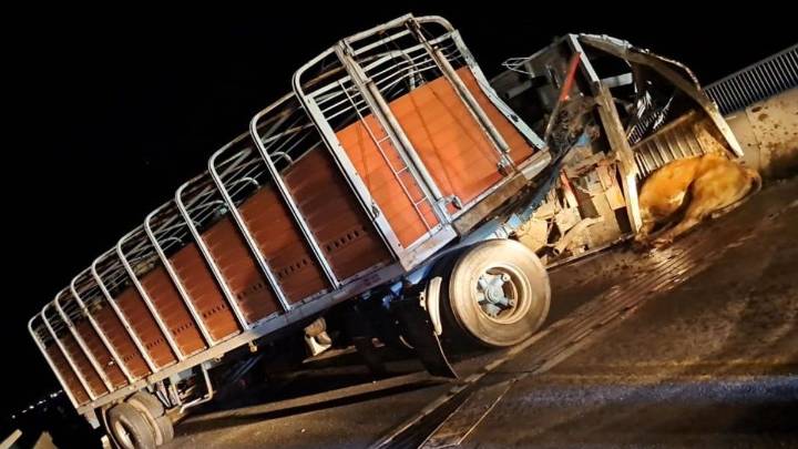 Trágico choque en el puente Rosario-Victoria de un camión con ganado: una chica fue embestida por un toro