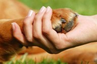Indignación en Salta: Arrojaron un cachorro a un canal en plena avenida