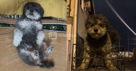 Salteña busca desesperadamente a "Rulo": está perdido y ofrece recompensa