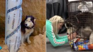Pregnant Husky Was Cruelly Abandoned On The Street In California, Only To Meet Someone Who Changed Everything