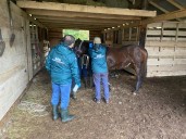 SAG detecta 3 casos de Anemia Infecciosa Equina en la región