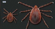 A new tick breed has crept into Tennessee