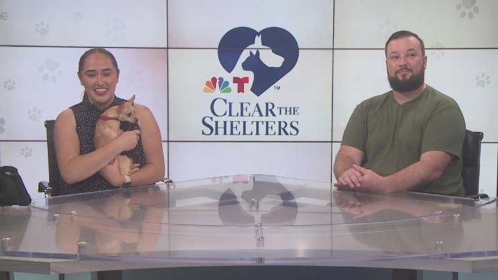 Humane Society of Southeast Texas promotes adoptions during August's Clear the Shelters campaign