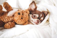 13 Laid-Back Dog Breeds That Doze Like Human Teenagers