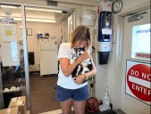 ‘Outpouring of support’: Cat found safe after going missing on BC Ferries sailing