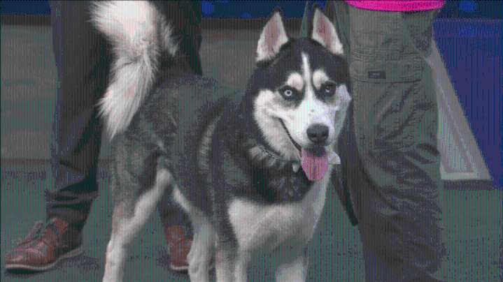Pet of the Week: Niko