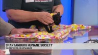 Pet of the Week: Daisy