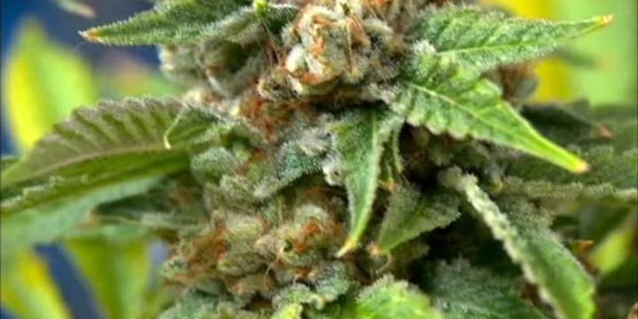 Health Department offering free courses on medical marijuana for healthcare providers