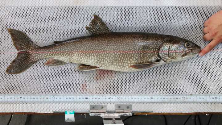 Oldest known Great Lakes trout found, dubbed ‘Grandma Mary Catherine’