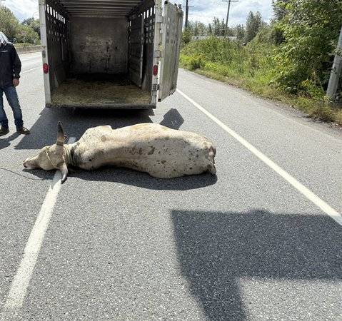 Loose bull forces highway closure in Abbotsford, B.C.