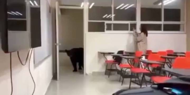 Estrenó los salones: oso irrumpe en aula de la UANL en Nuevo León y se viraliza en redes l Video