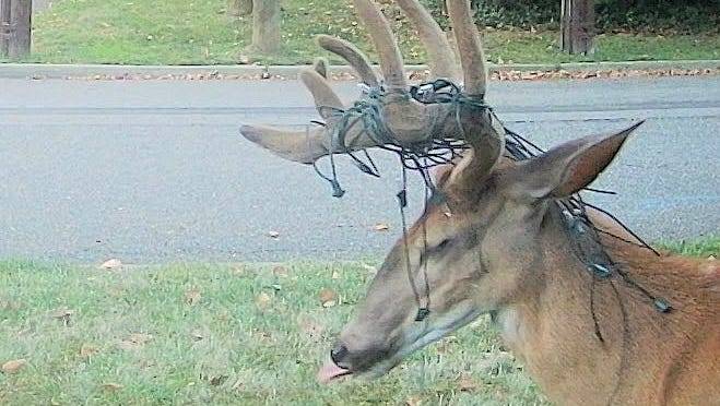Spot this deer? What Bergen residents should do next