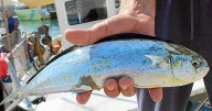 Arranca la campaña de pesca de la llampuga con un cupo de 127 toneladas