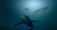 Florida concentra la mayoría de ataques de tiburones de EEUU: nueve de sus playas encabezan la lista