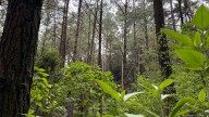 Bosque de Agua: la Tala Ilegal Asedia a las Lagunas de Zempoala