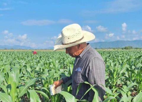 Cultivos de maíz  están "en riesgo"