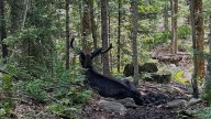 Ailing bull moose on Adirondack mountain hiking trail in New York put down