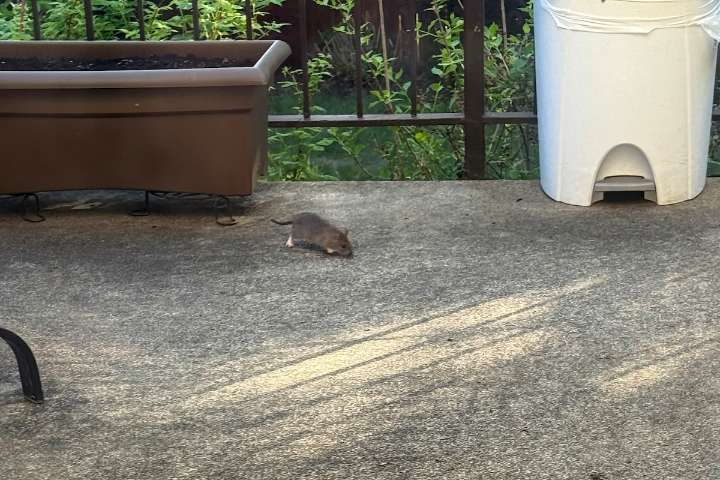 Montreal’s rat problem worsens despite city’s promise to tackle it
