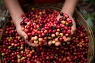 Exportaciones mexicanas de café se dispararon 135% en mayo: Banxico