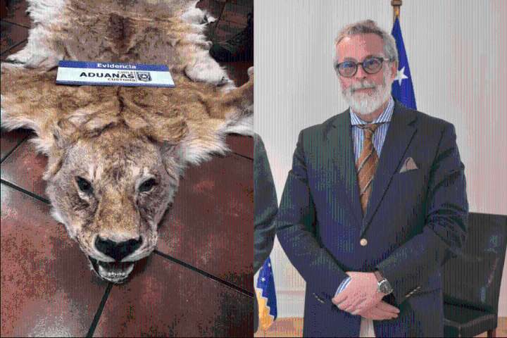 Dictan arraigo nacional para exembajador por contrabando de pieles de animales