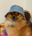 Cele|bitchy | Pomeranian chases black bear out of Vancouver home