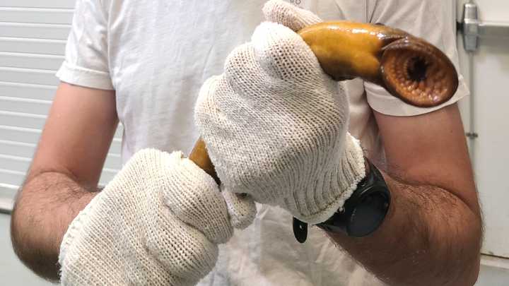 Northern Michigan lab plays part in fighting aquatic invader