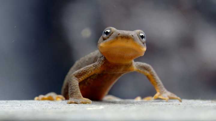 Struggling Crater Lake newts moved to Oregon Zoo, High Desert Museum