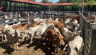 Más de la mitad del sector ganadero del país no cuenta con acceso a internet en finca