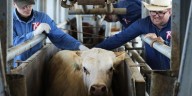To stop a flesh-eating cattle parasite in Mexico from crossing the border, the U.S. will build a $750 million factory that breeds sterile flies