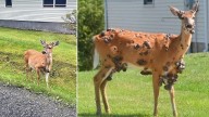 'Animales zombi' se multiplican EE.UU. en medio del brote de un extraño virus