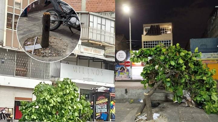 El País Denuncia: ¿Quién está detrás de la tala de árboles en el centro de Cali? Dagma anuncia investigación