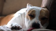 Pets in the City: How to Make Apartment Living Work for You and Your Pup