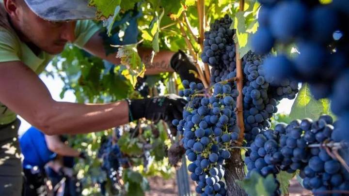 UPA UCE exige cumplir la Ley de la Cadena Alimentaria a las bodegas de cava extremeñas