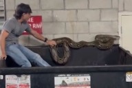 20 Foot Python Found In Los Angeles Apartment Dumpster