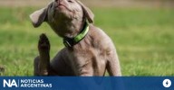 ¿Cómo combatir las garrapatas de los perros? El remedio casero infalible
