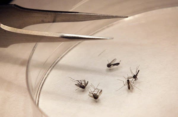 Staying safe as West Nile virus spreads