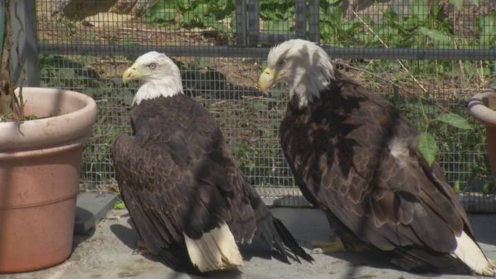Beloved bald eagle Victoria dies, leaving enduring legacy