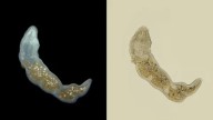 "Abstenerse de consumirlo". Qué son los gusanos Microstomum sp. que fueron encontrados en un lote de tomates triturados