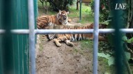 El Cabárceno asturiano que rescata animales está a solo 15 minutos del centro de Oviedo: tigres, lobos, monos, tortugas gigantes, serpientes pitón...