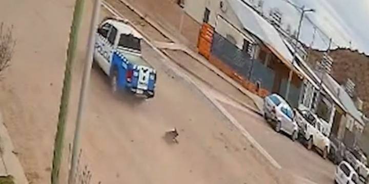 Un patrullero atropelló, mató y abandonó a una perra en Neuquén: todo quedó grabado por una cámara de seguridad