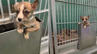 Clever Texas Puppy Climbs Out Of Kennel To Protect His Littermates From Euthanasia