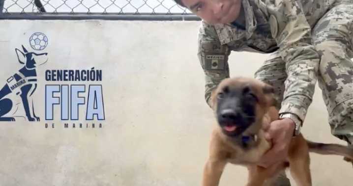 La Marina presenta a la ‘Generación FIFA’, un grupo de cachorros entrenados para detectar explosivos en el Mundial 2026
