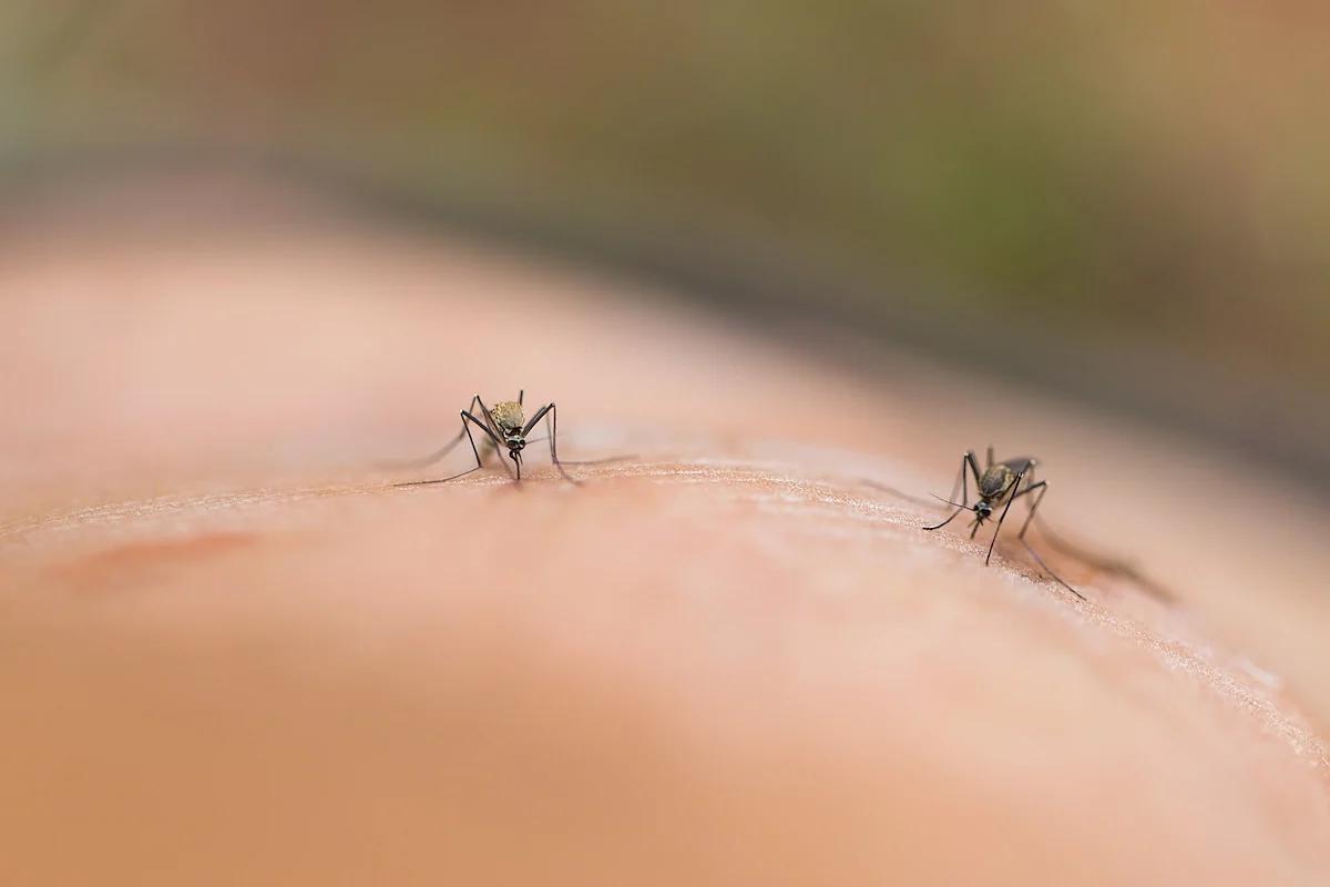 CDC Warns Travelers After 8,000+ Chikungunya Cases Reported in China