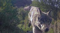 Vote to end wolf reintroduction won't be on 2026 ballot