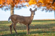 Province starts mandatory CWD and BT testing for hunting season