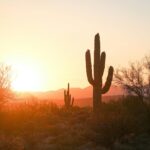 Phoenix logs record high daily low temperature amid recent heatwave and monsoon
