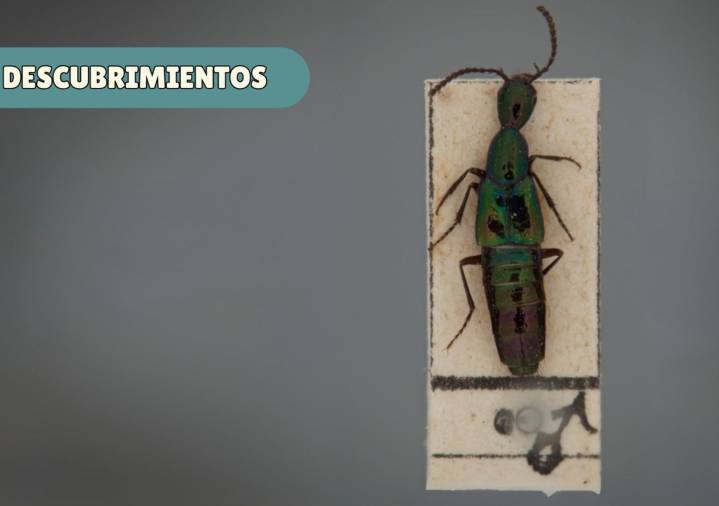 Formidable hallazgo en Perú: identifican dos nuevas especies de escarabajos en Cusco