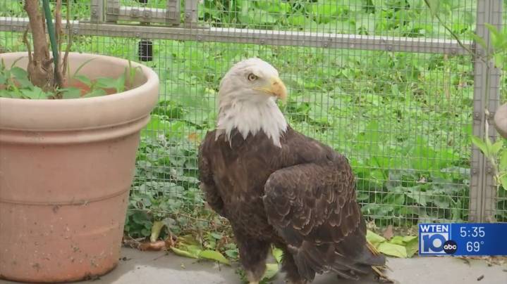 From tragedy to triumph: Bald eagle Victoria remembered after passing