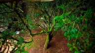El árbol que “llora” agua: el secreto mejor guardado de España